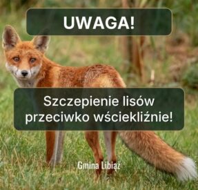 Uwaga! Rozpoczyna się jesienna akcja szczepienia lisów na terenie Małopolski