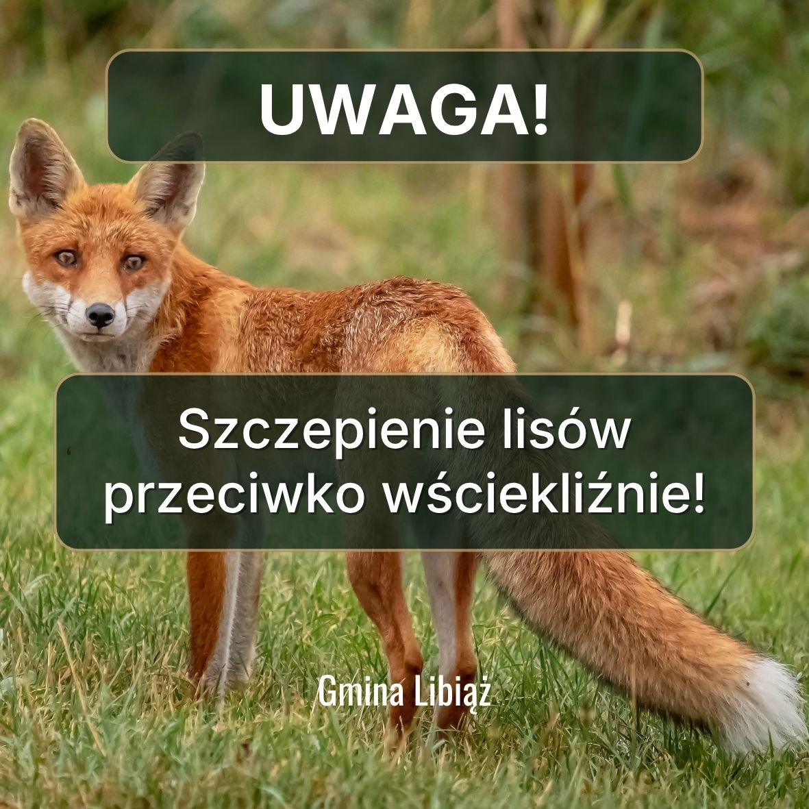 Uwaga! Rozpoczyna się jesienna akcja szczepienia lisów na terenie Małopolski